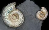 Iridescent Ammonite Fossils Mounted In Shale - x #38223-2